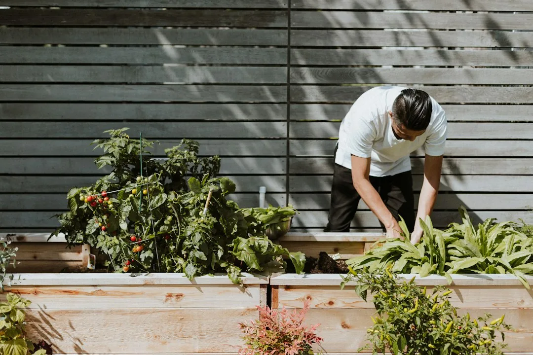 Une personne s’occupe de plantations dans des bacs de jardin.