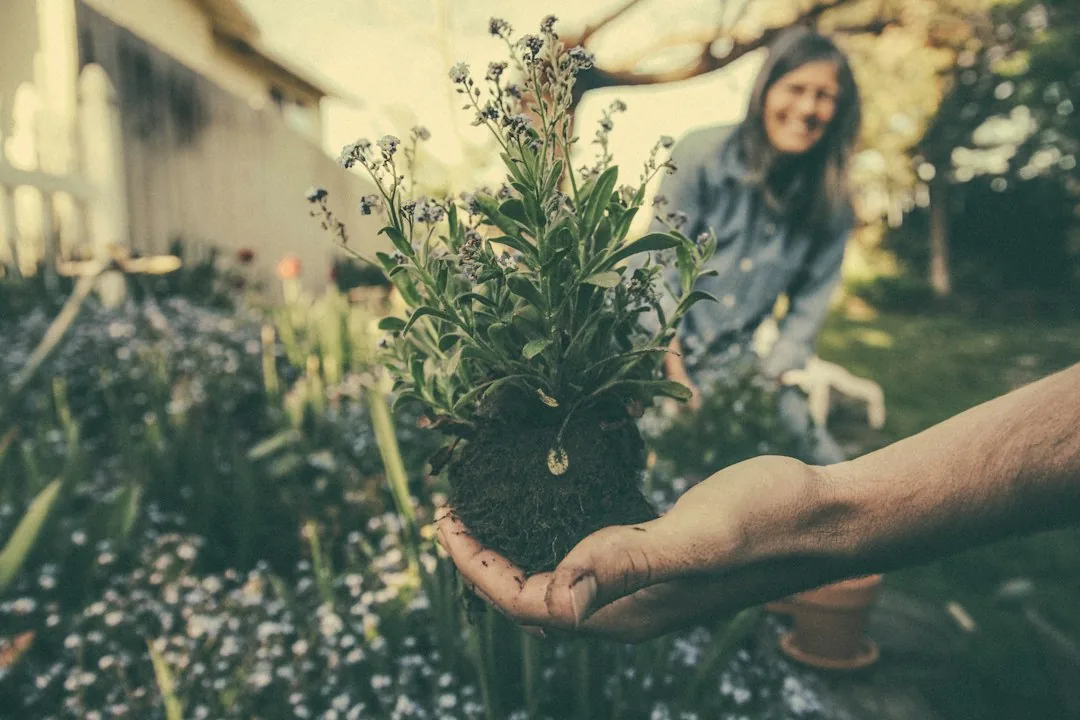 Des mains présentent des plantes fleuries dans un jardin.
