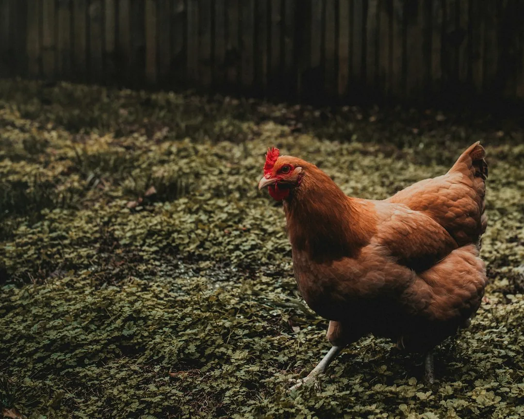 Une poule rousse sur un sol herbeux.