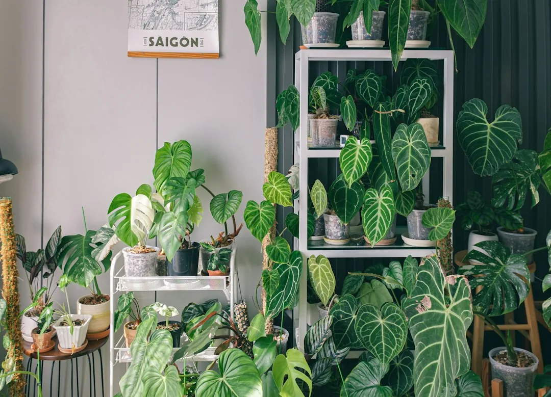 Un intérieur agrémenté de nombreuses plantes.