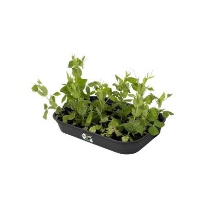 elho green basics plateau de culture M